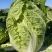 浙江白菜黄心白菜一手货源货源充足全国代发欢迎致电
