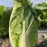 浙江白菜黄心白菜一手货源货源充足全国代发欢迎致电