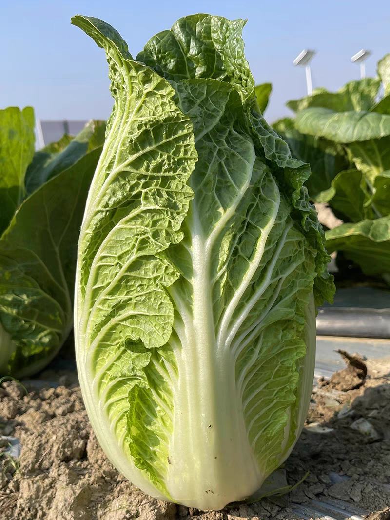 浙江白菜黄心白菜一手货源货源充足全国代发欢迎致电