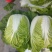 浙江白菜黄心白菜一手货源货源充足全国代发欢迎致电
