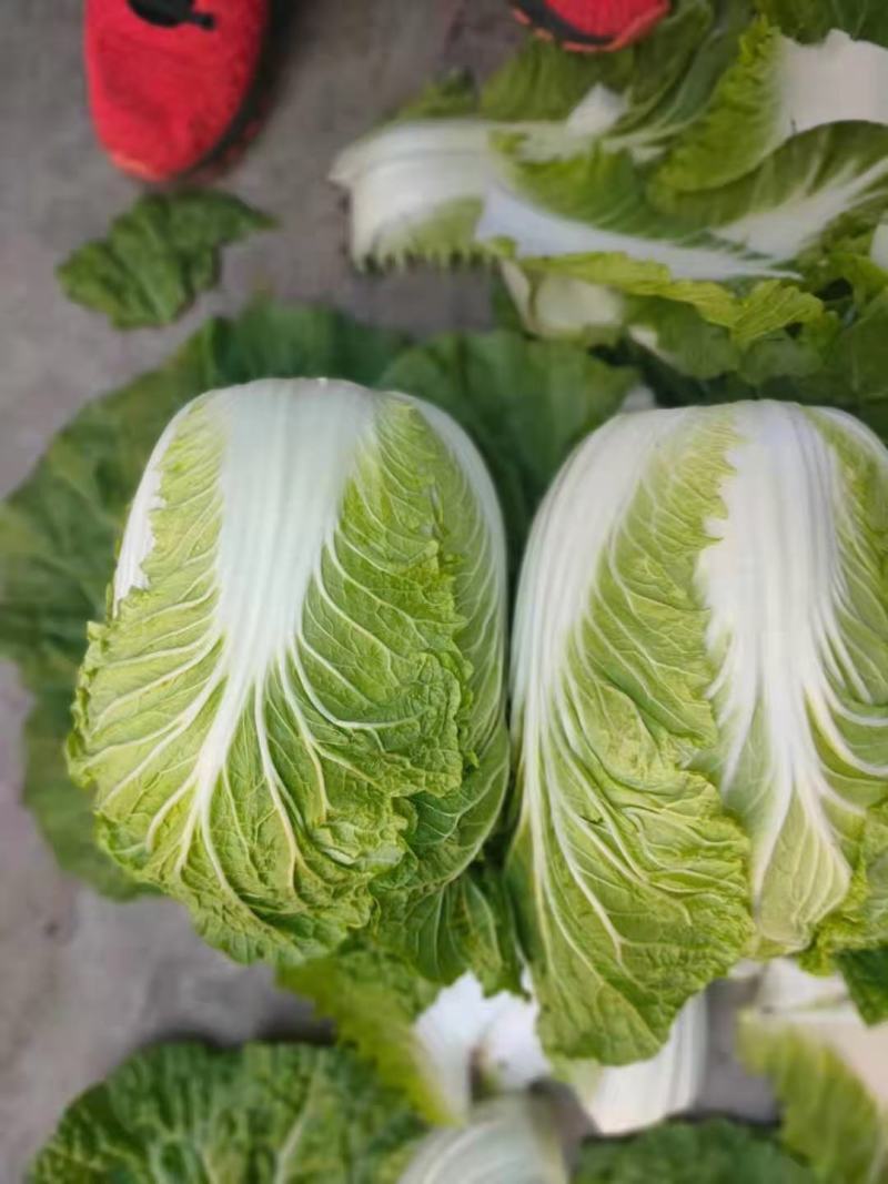 浙江白菜黄心白菜一手货源货源充足全国代发欢迎致电