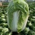 浙江白菜黄心白菜一手货源货源充足全国代发欢迎致电