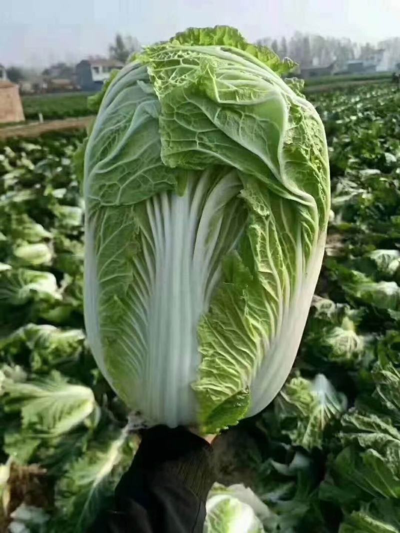 浙江白菜黄心白菜一手货源货源充足全国代发欢迎致电