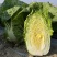 浙江白菜黄心白菜一手货源货源充足全国代发欢迎致电