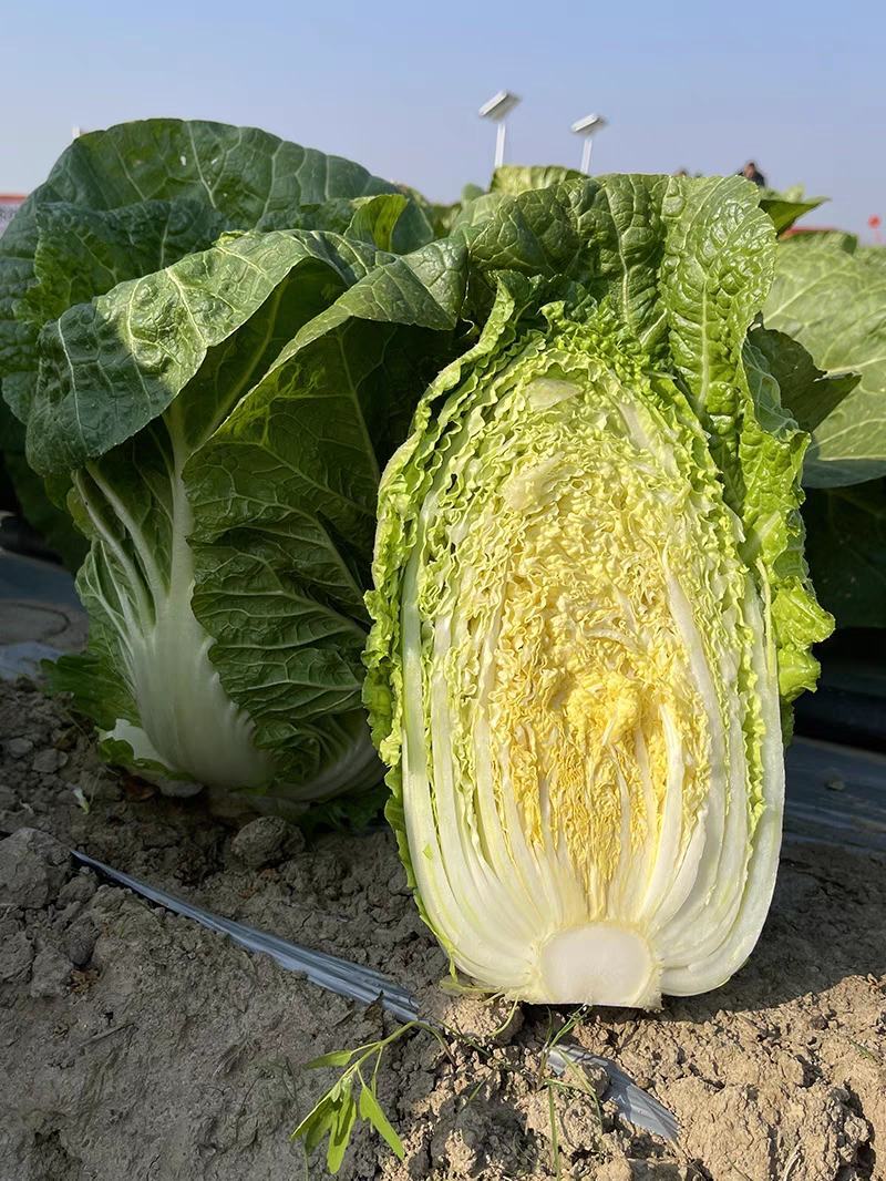 浙江白菜黄心白菜一手货源货源充足全国代发欢迎致电