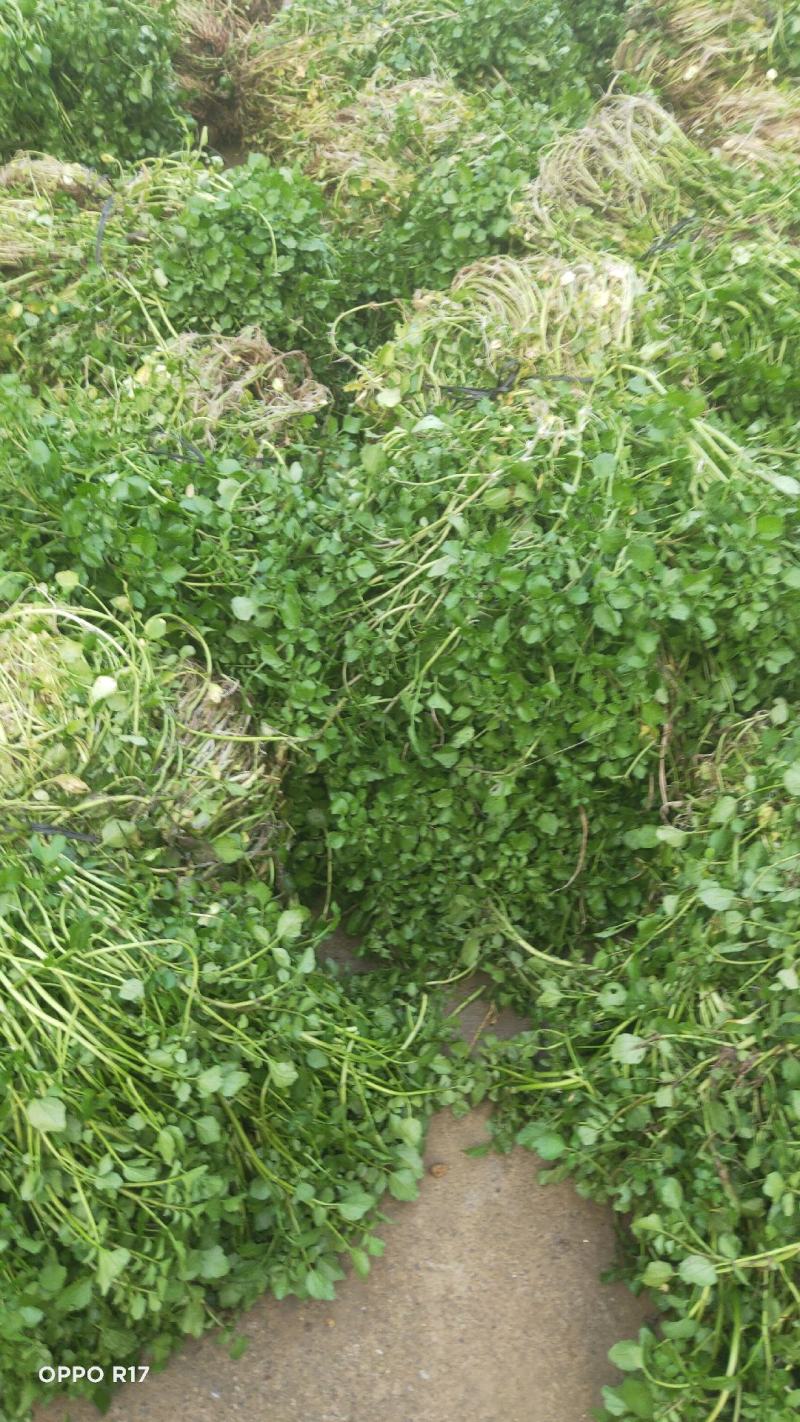 西洋菜种苗