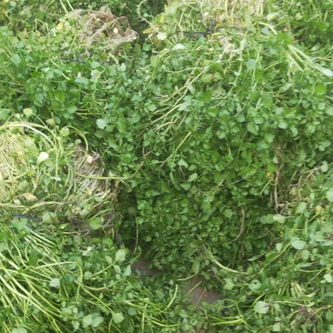 西洋菜种苗