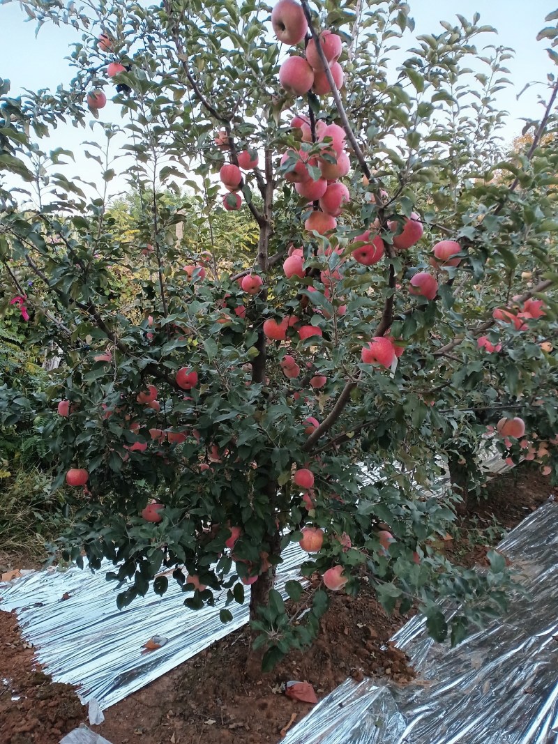 山坡的红富士苹果特别好特别甜