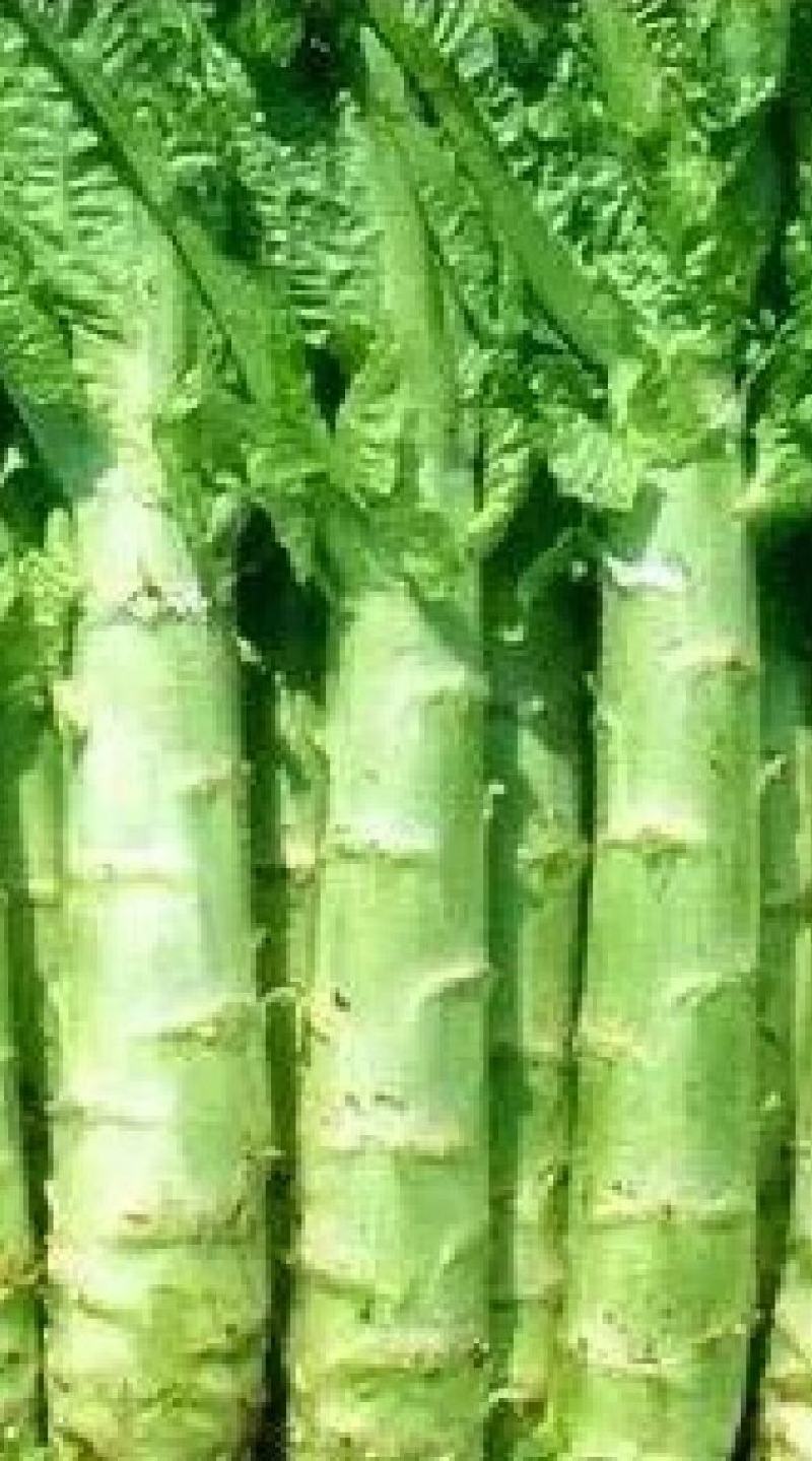 莴笋种子尚品脆香耐热耐抽苔粗棒型叶绿色青皮绿肉脆香