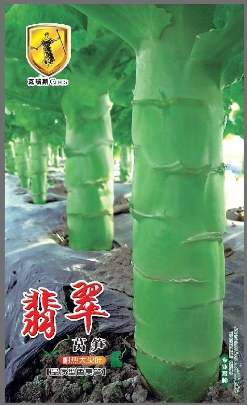 莴笋种子尚品脆香耐热耐抽苔粗棒型叶绿色青皮绿肉脆香