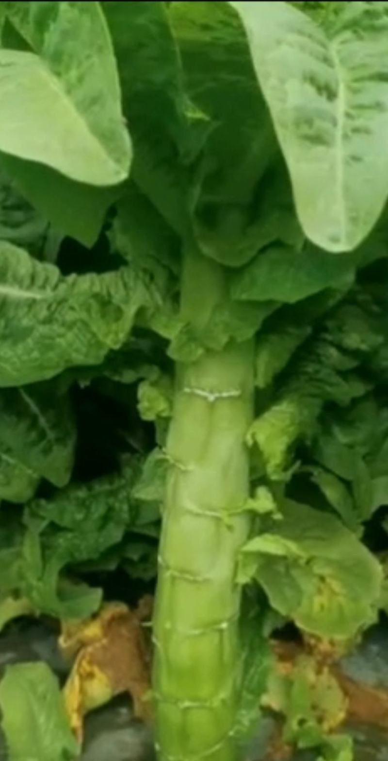 莴笋种子尚品脆香耐热耐抽苔粗棒型叶绿色青皮绿肉脆香
