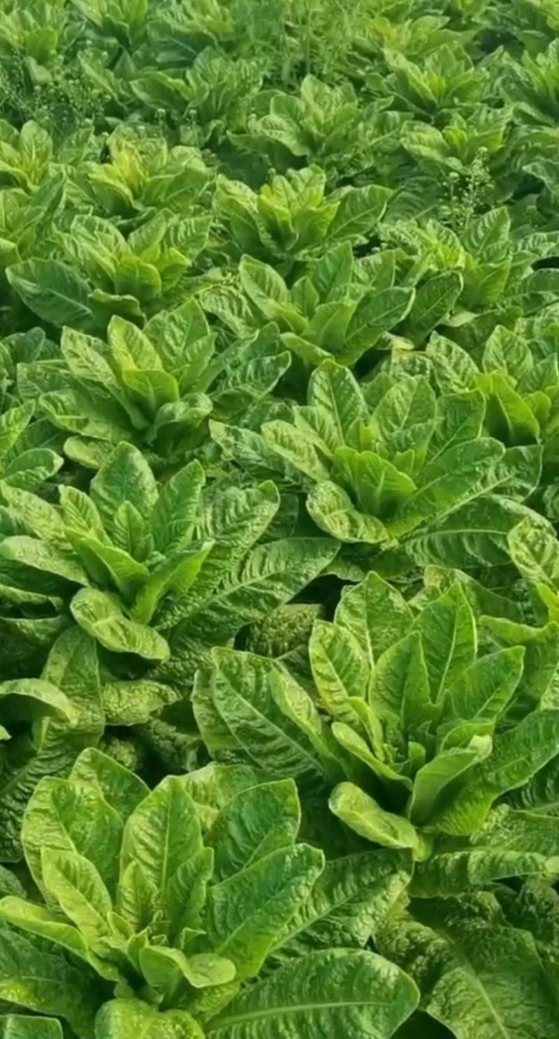 莴笋种子尚品脆香耐热耐抽苔粗棒型叶绿色青皮绿肉脆香