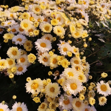 产地杭菊