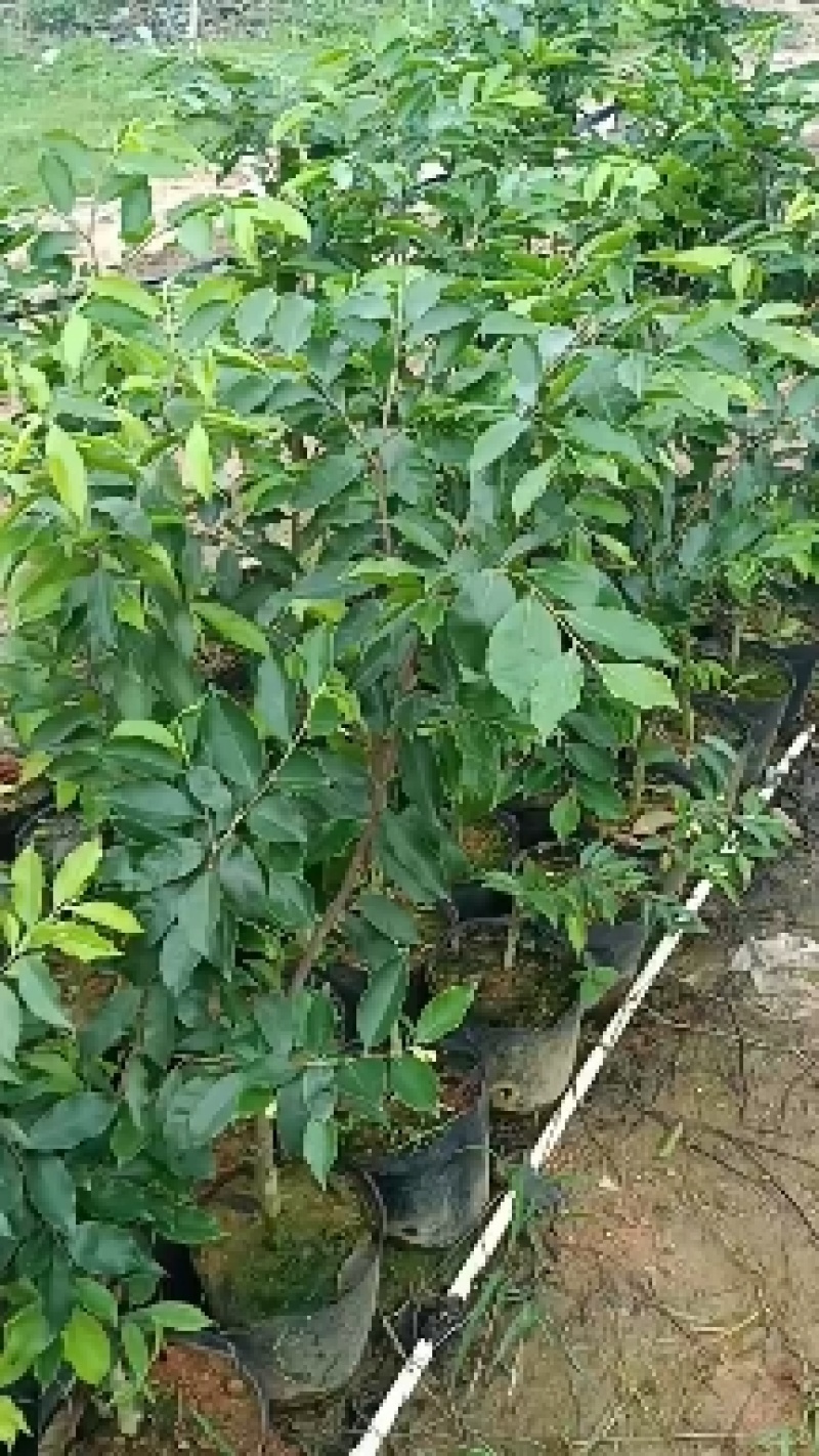 正中广东茂名电白观珠镇河洞沉香奇楠需要货的朋友老板联系我
