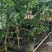正中广东茂名电白观珠镇河洞沉香奇楠需要货的朋友老板联系我