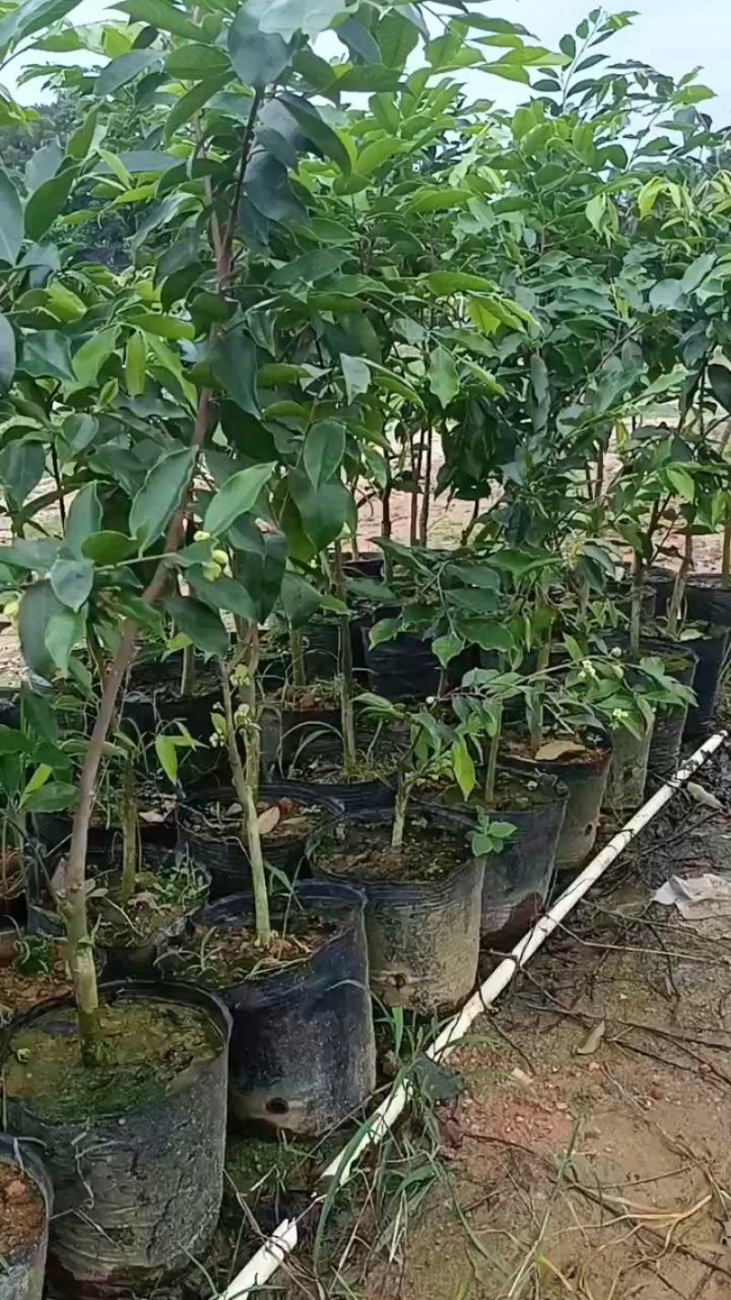 正中广东茂名电白观珠镇河洞沉香奇楠需要货的朋友老板联系我