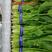 精品脱水菠菜25-35厘米可对接电商团购量大从优