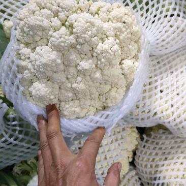 小米有机花菜，无根无叶！