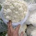 小米有机花菜，无根无叶！