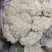 小米有机花菜，无根无叶！
