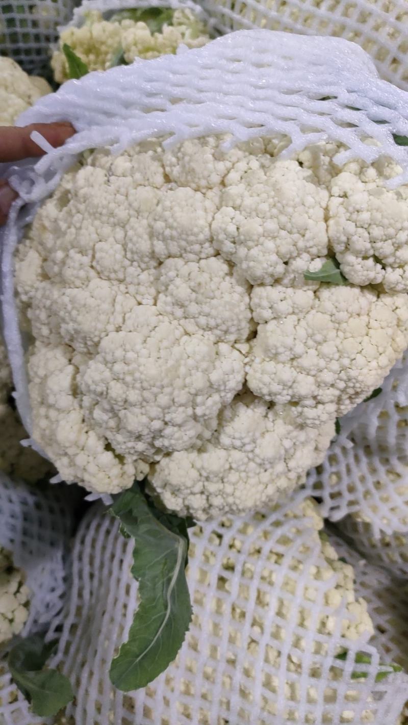 小米有机花菜，无根无叶！