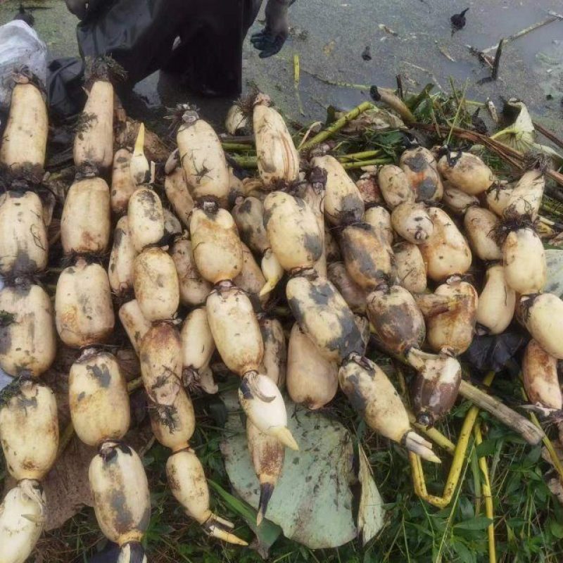 千亩莲藕基地大量出货了，面藕，大菜藕，