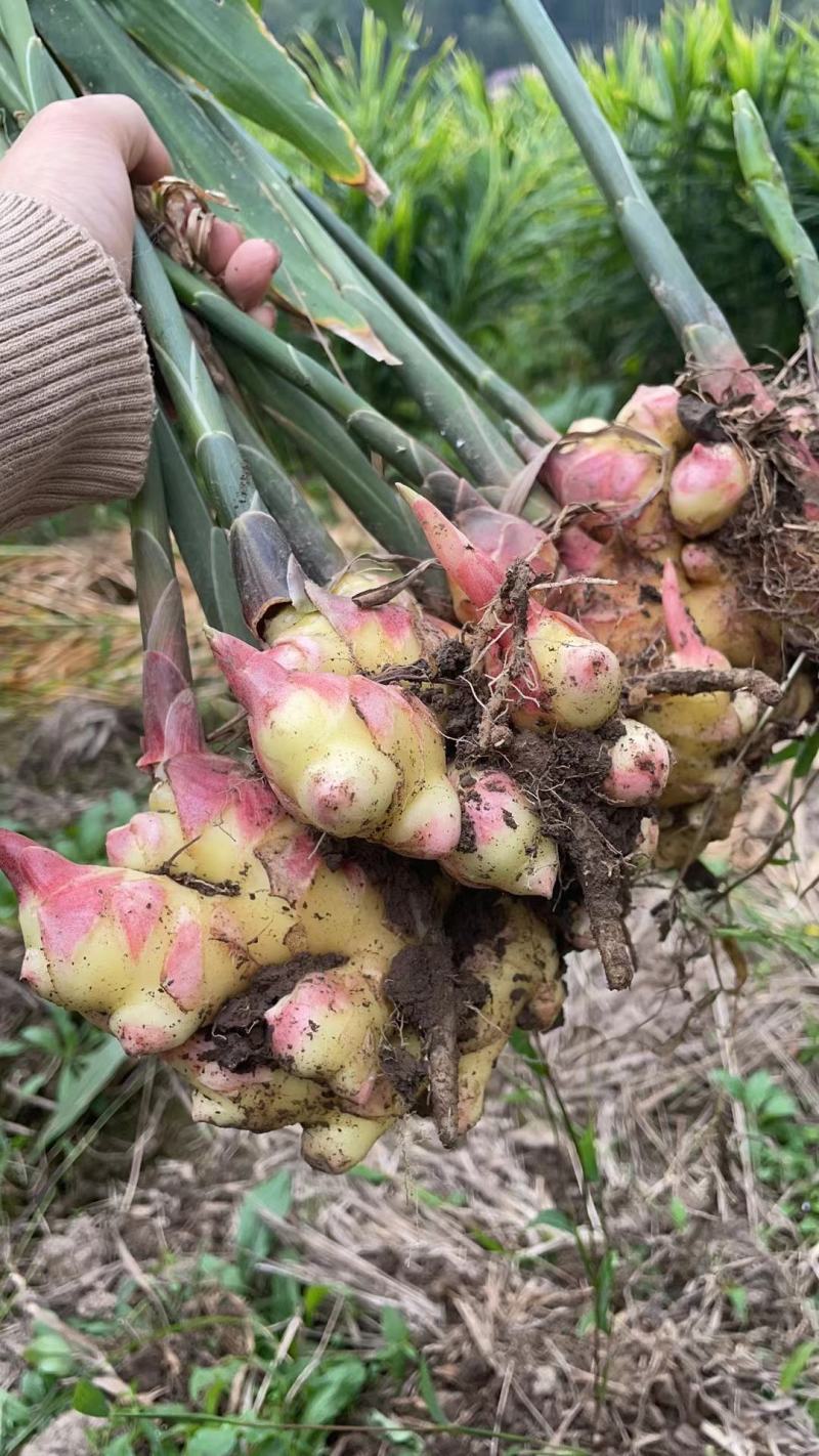 【生姜】浙江丽水生姜种植基地货源充足量大从优电联