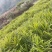 【生姜】浙江丽水生姜种植基地货源充足量大从优电联