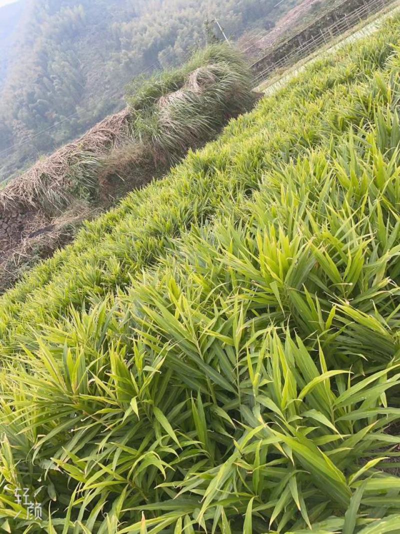 【生姜】浙江丽水生姜种植基地货源充足量大从优电联