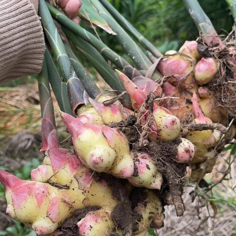 【生姜】浙江丽水生姜种植基地货源充足量大从优电联