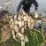 千亩莲藕基地大量出货了，面藕，大菜藕，
