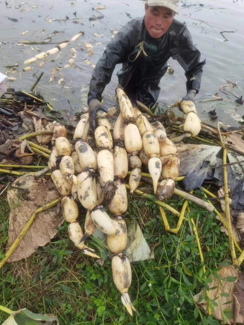 千亩莲藕基地大量出货了，面藕，大菜藕，