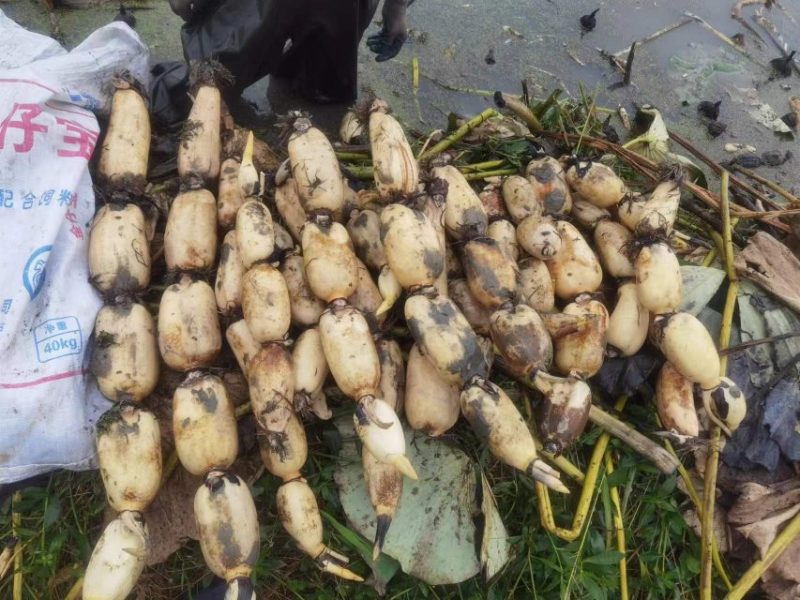 千亩莲藕基地大量出货了，面藕，大菜藕，