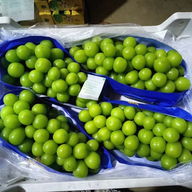 阳光玫瑰、颗粒饱满、口感脆甜、产地货源充足、