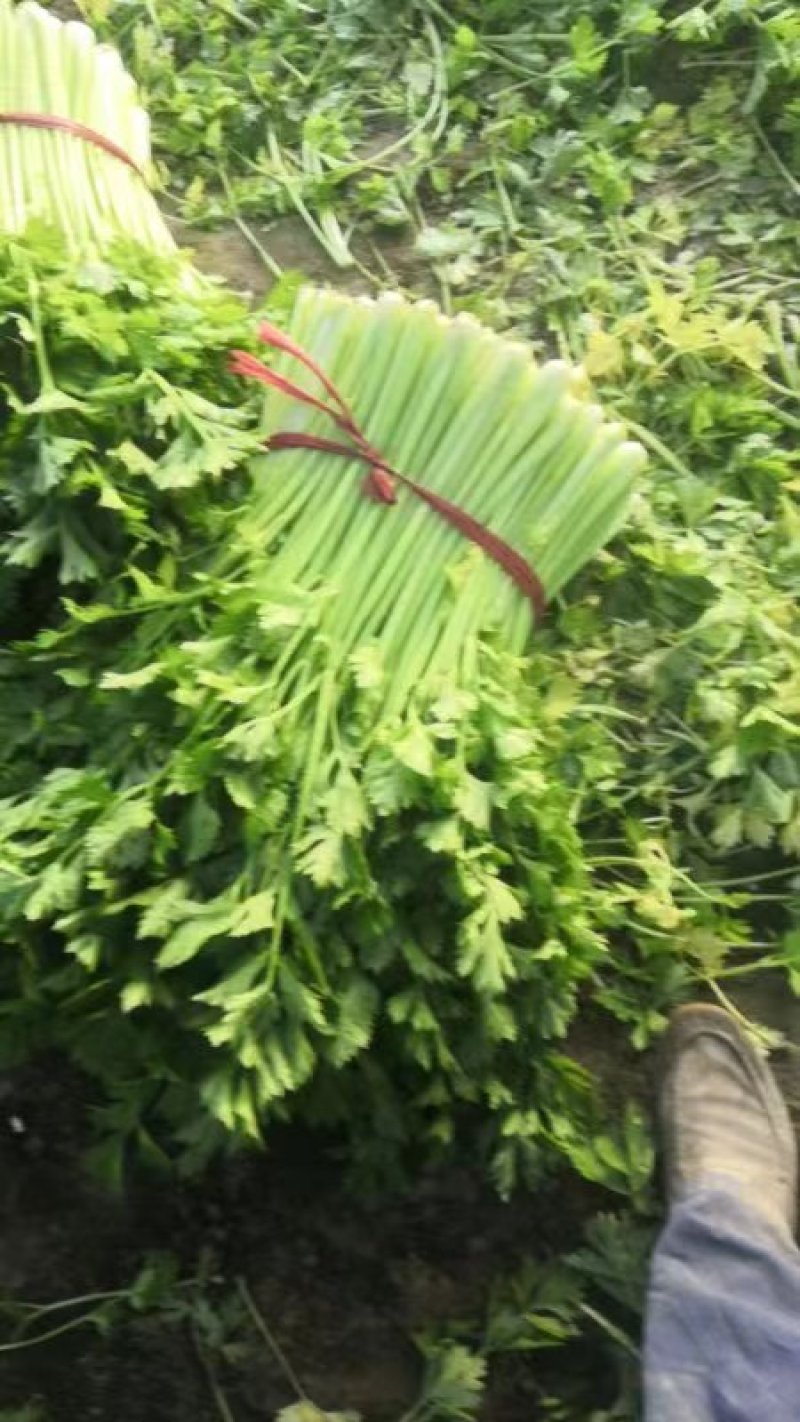 山东芹菜大量上市产地对接商超农贸电商支持全国发货诚信经营