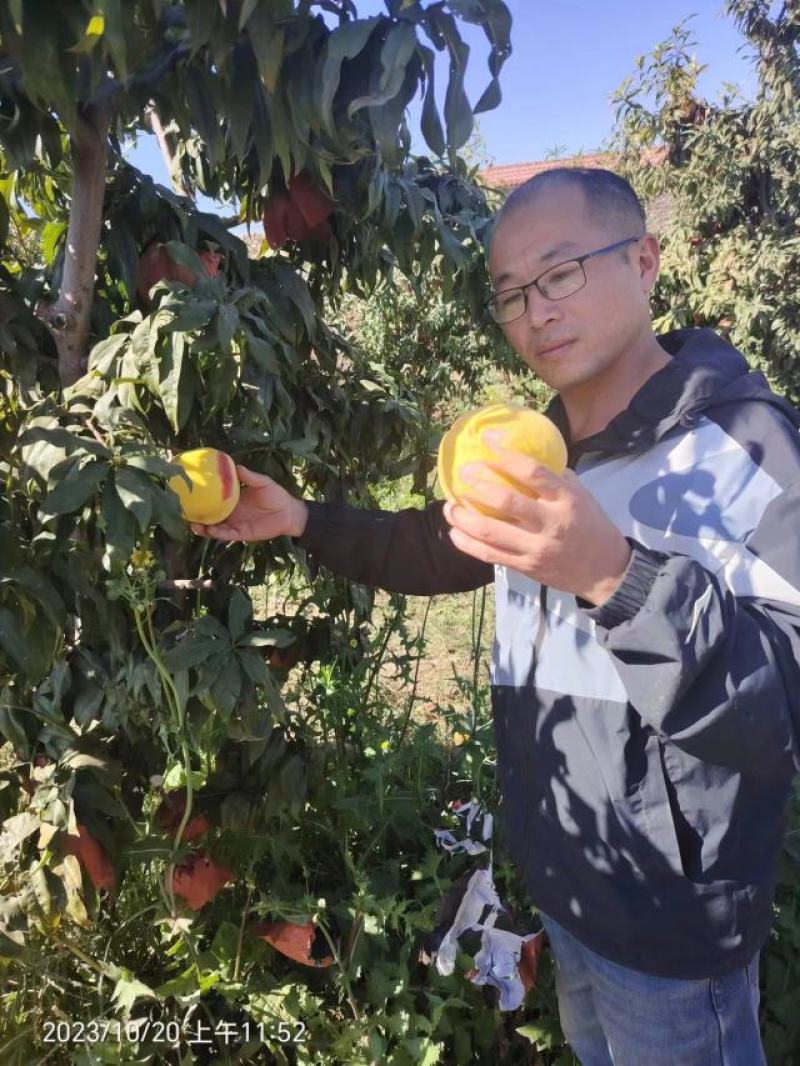 黄桃苗雪黄金桃苗