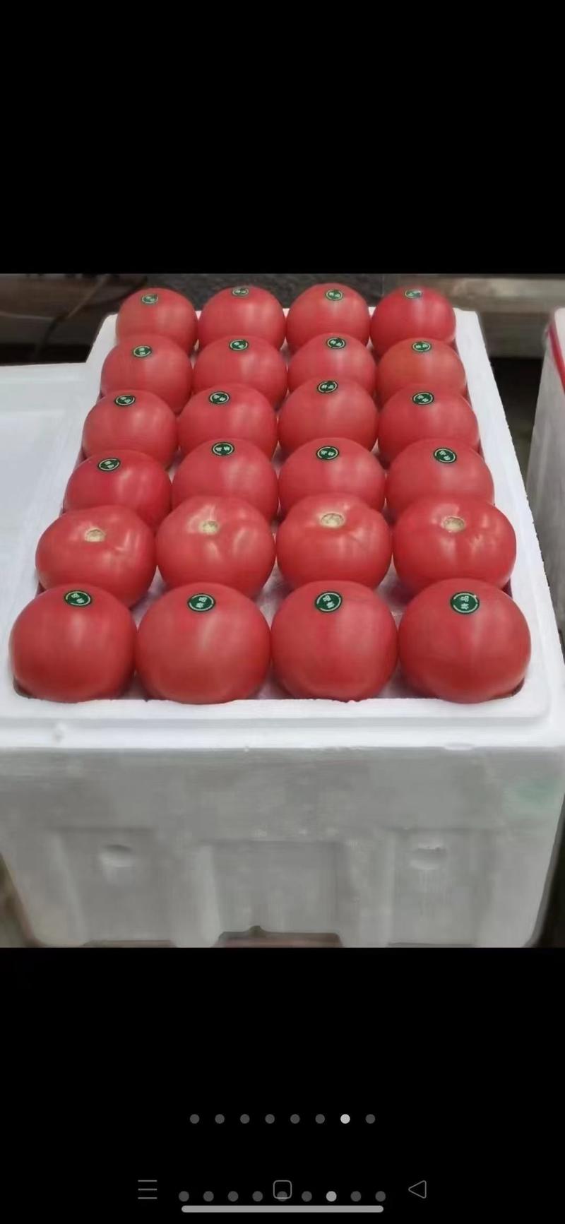急售！河北沙瓤西红柿精品番茄适合各大商超各大市场城信发货