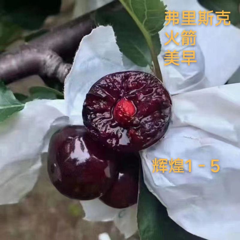 弗里斯克组培吉塞拉嫁接南方车厘子树苗大樱桃苗