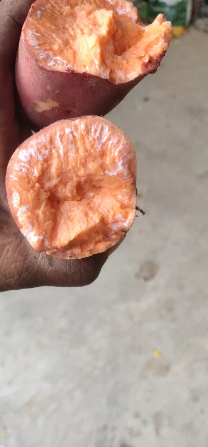 商河大量红薯上市沙土地的红薯