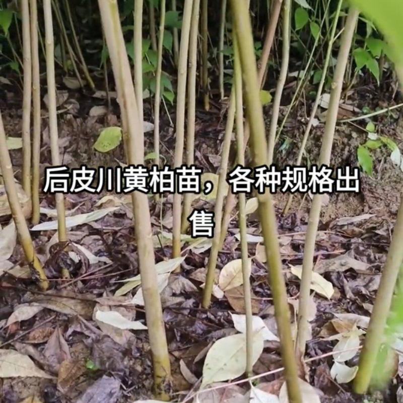 黄柏苗1米以上