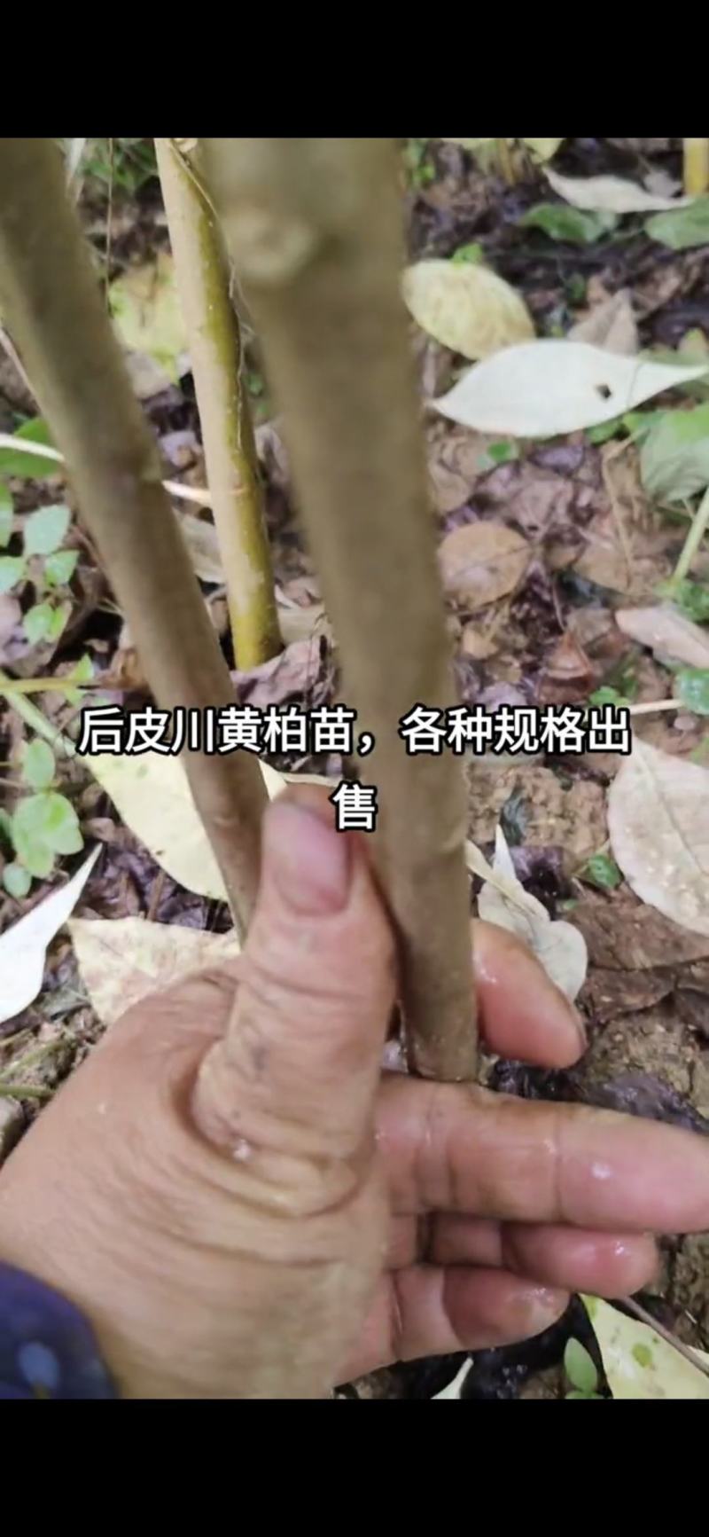 黄柏苗1米以上