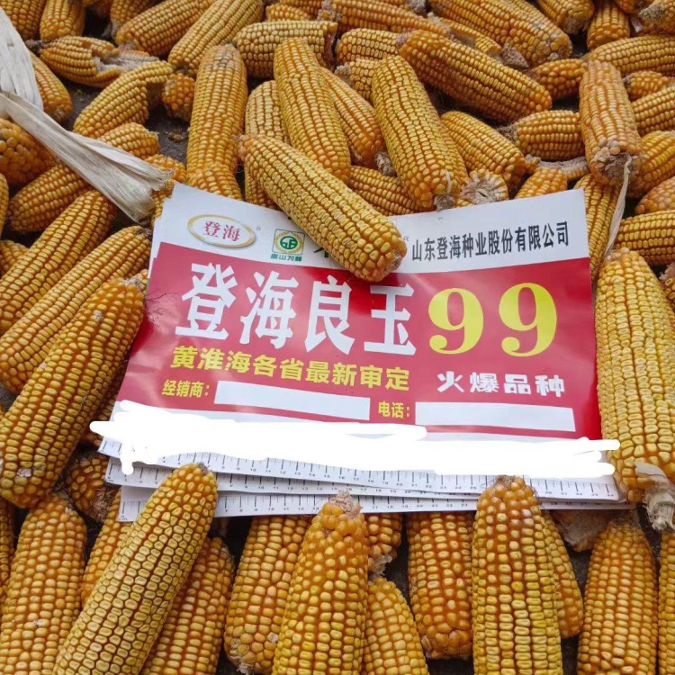 良玉99，国审玉，高产稳产性好，抗逆性好，抗病能力强