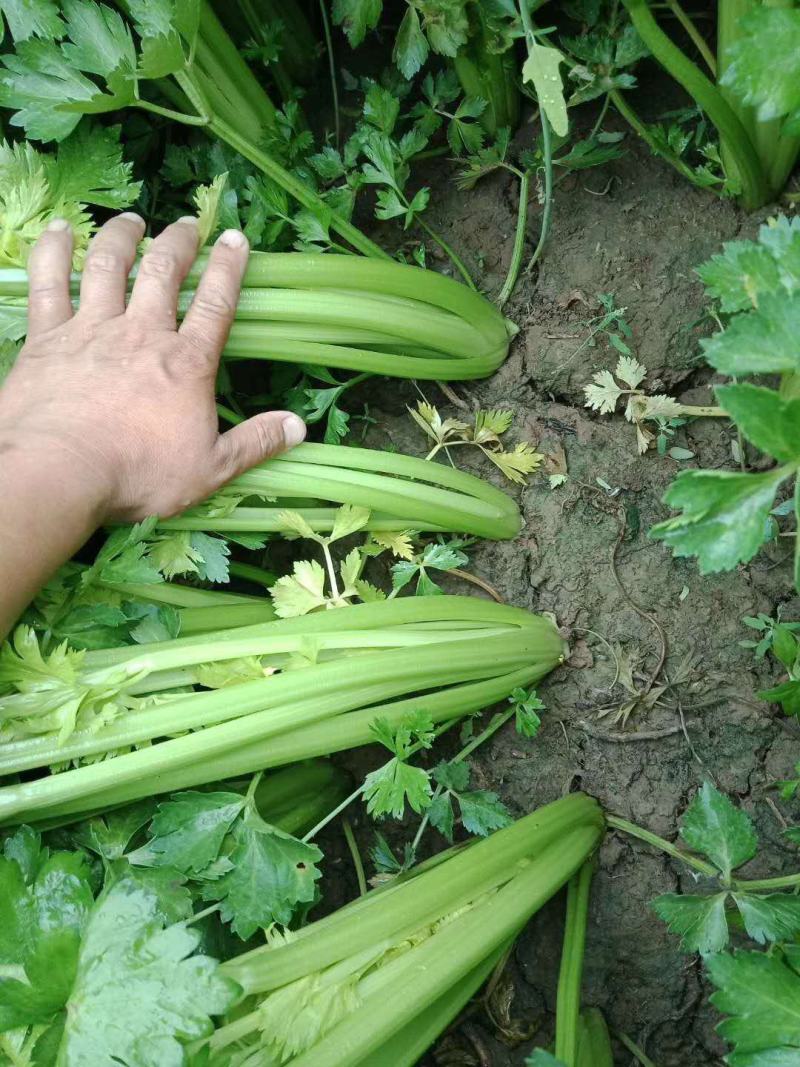 大量批发精品水芹菜