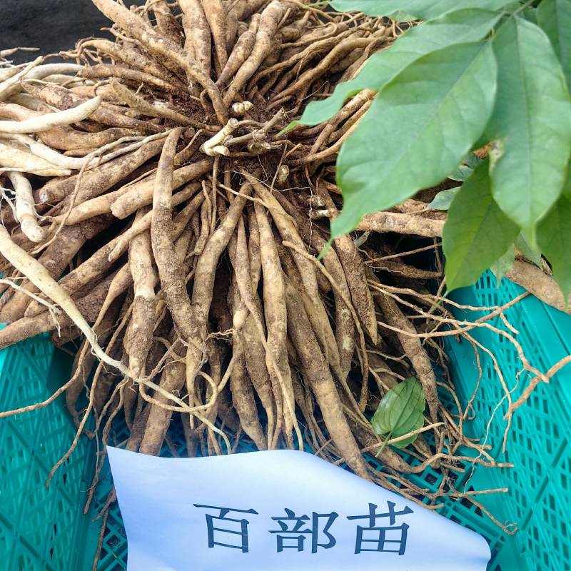 百部苗正宗大红花百部品质保证量大从优