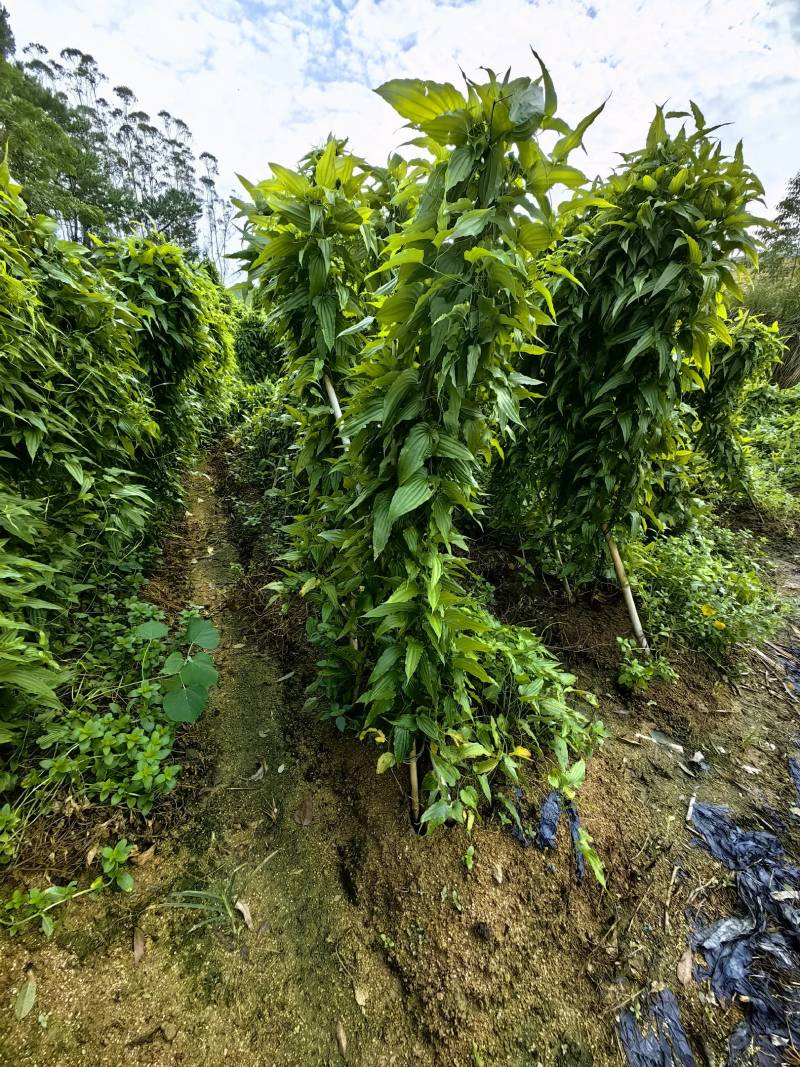 百部苗正宗大红花百部品质保证量大从优