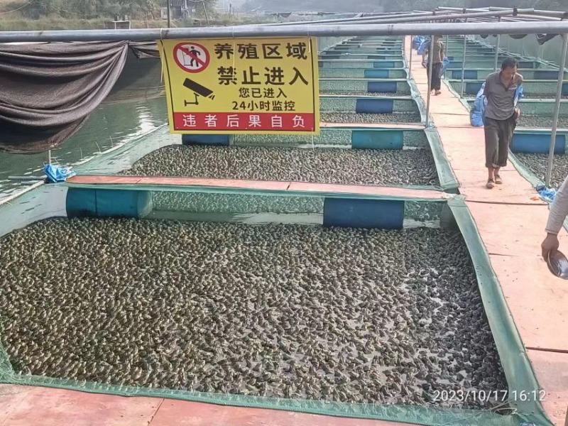 3至6两牛蛙
