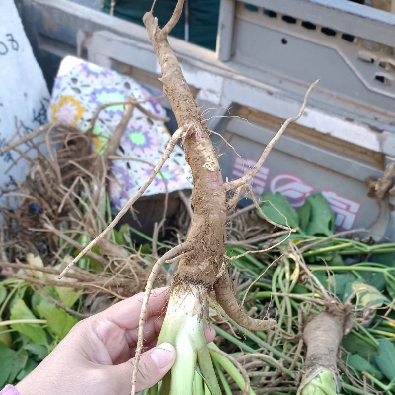 大叶前胡苗子前胡苗前胡秧子