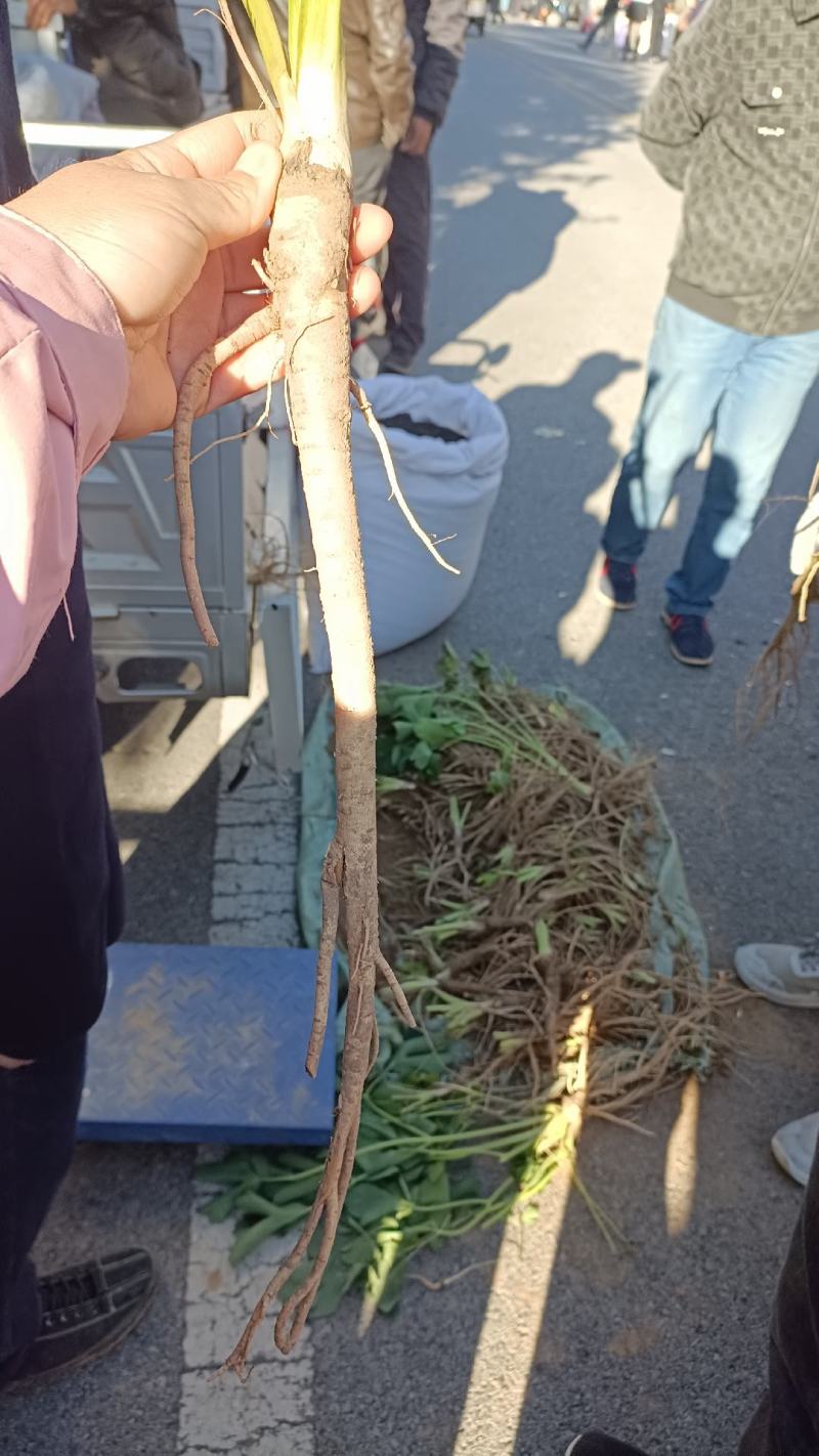 大叶前胡苗子前胡苗前胡秧子