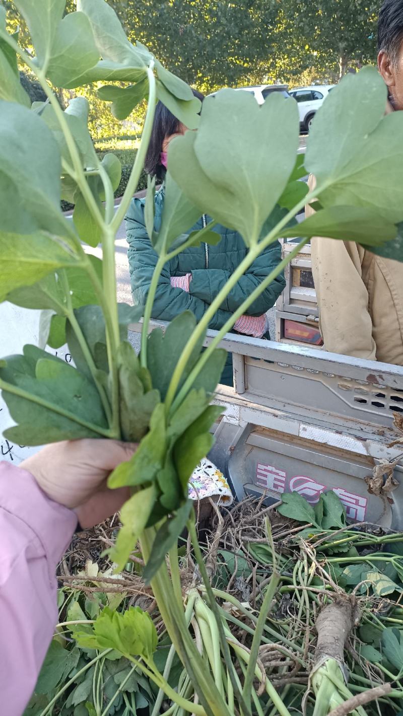 大叶前胡苗子前胡苗前胡秧子