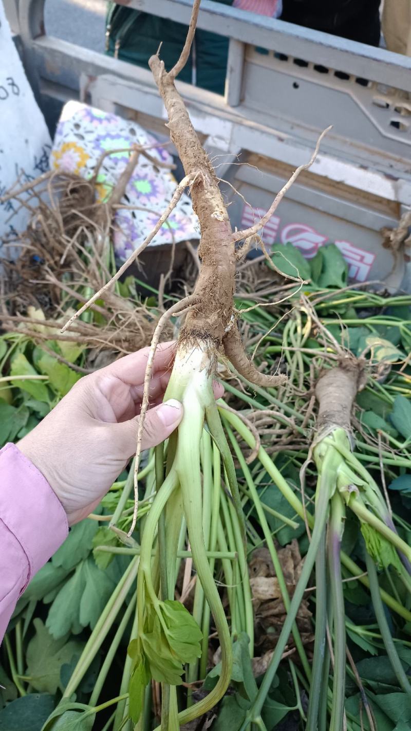 大叶前胡苗子前胡苗前胡秧子